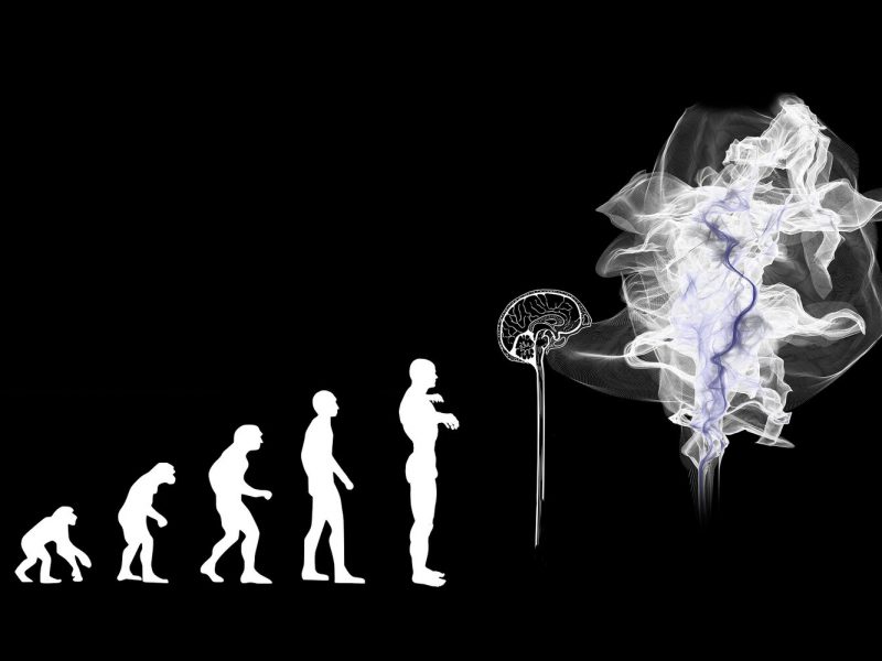 Human+evolution+mind